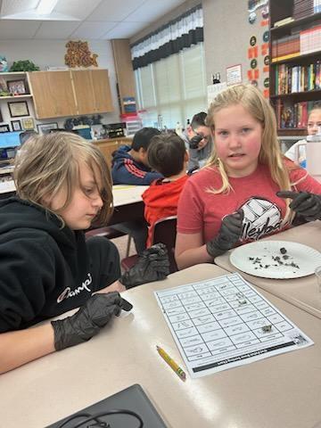 5th graders disecting owl pellets