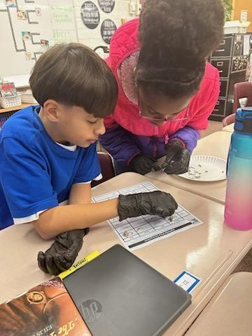 5th graders disecting owl pellets