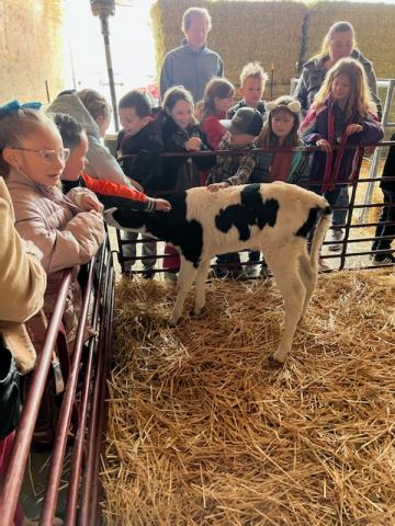 2nd graders petting a cow