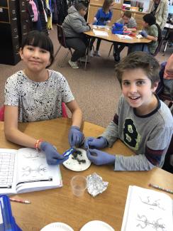 5th graders dissecting pellets